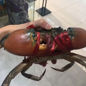 波格力蟹是什么品種 波格力蟹是哪個(gè)種類